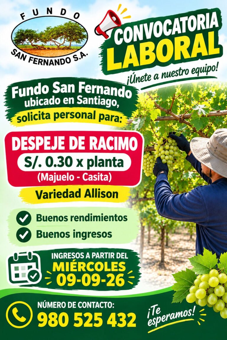 Despeje de racimo — Fundo San Fernando (Santiago)