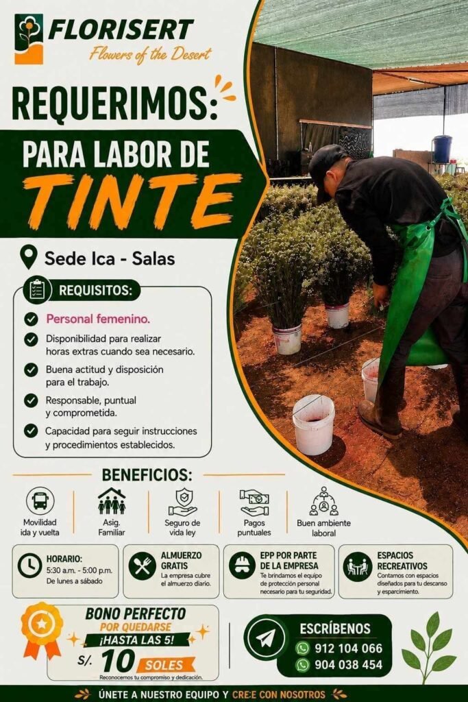 Operarias de Tinte para Producción de Flores en Ica