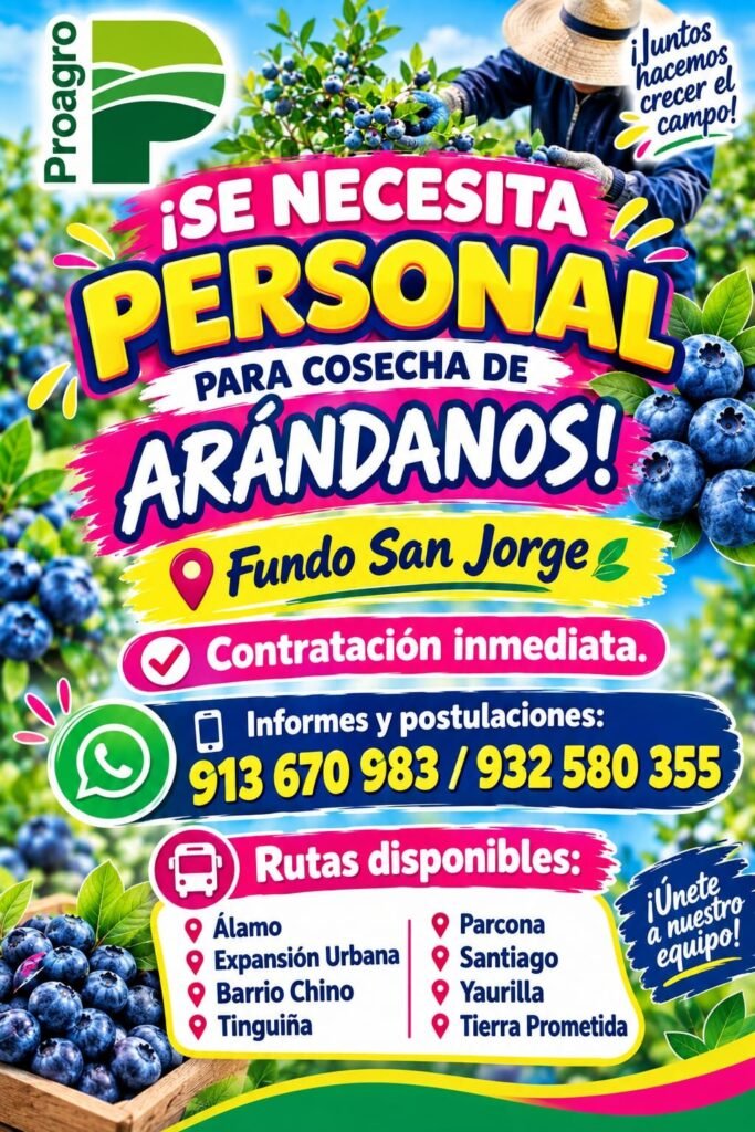 Cosecha de arándanos en Proagro