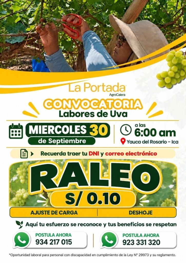 Personal para Labores de Uva en Yauca del Rosario, Ica