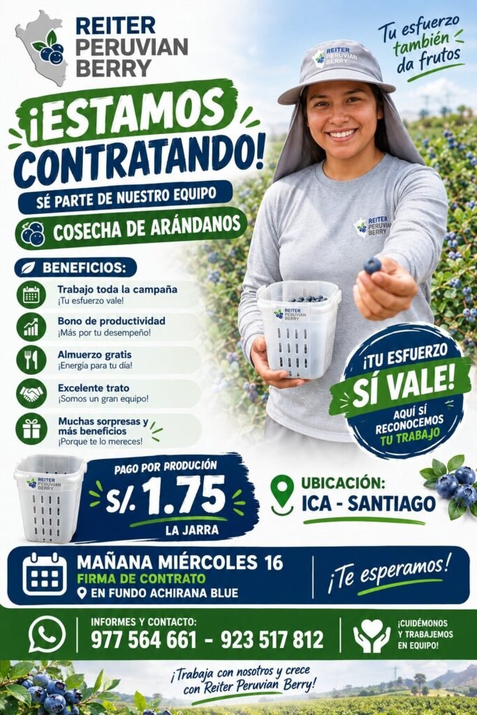 Cosechadores de Arándanos en Fundo Achirana Blue, Ica