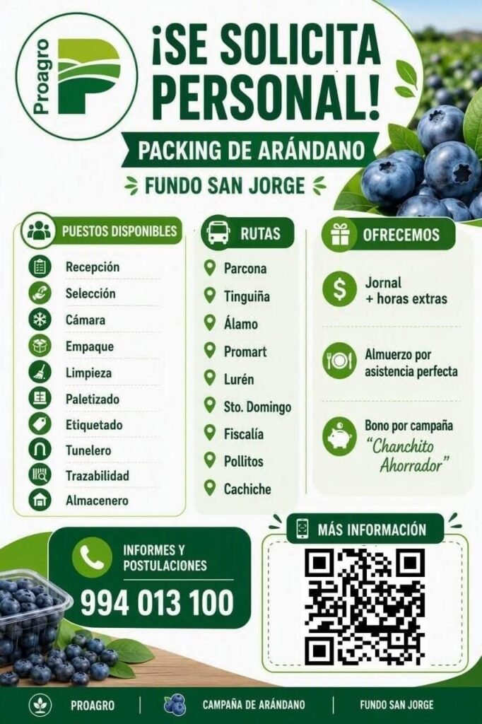Packing de arándanos en Proagro - Ica - Imagen 1