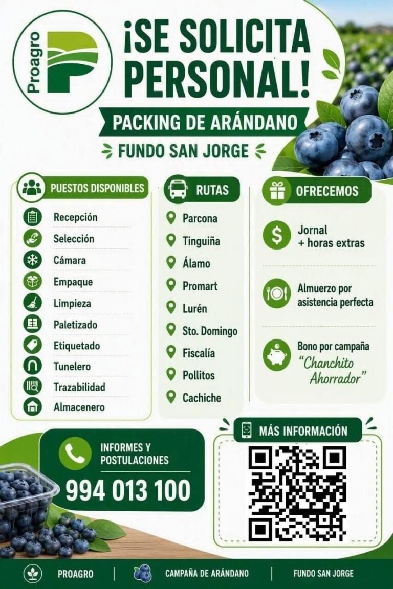 Packing de arándanos en Proagro – Ica