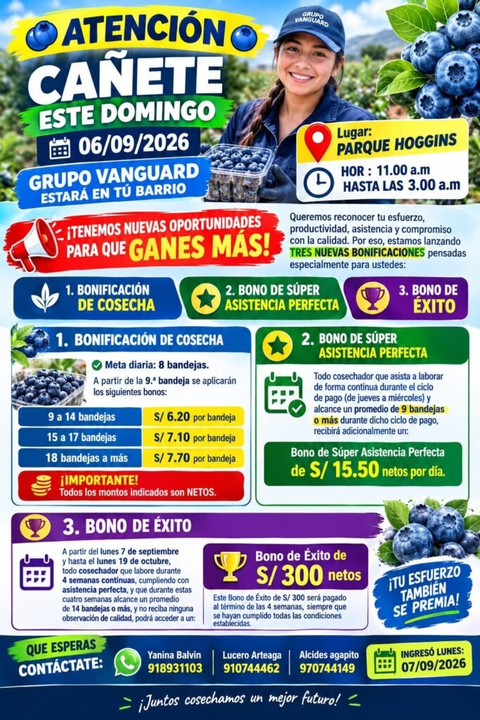 Cosecha de arándanos en Grupo Vanguard