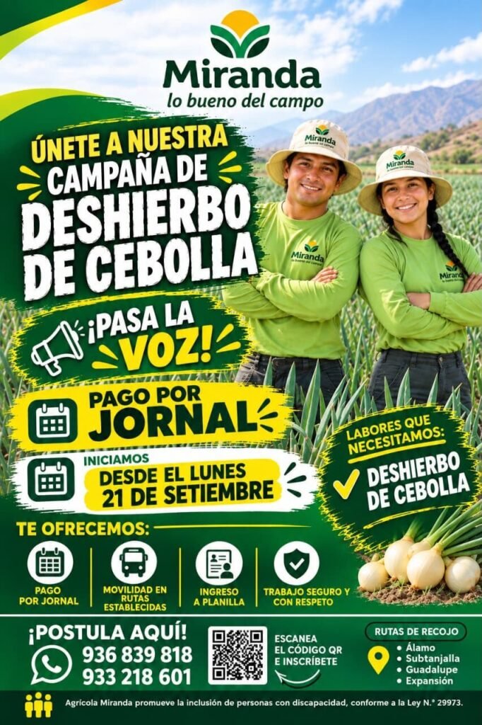Deshierbo de cebolla