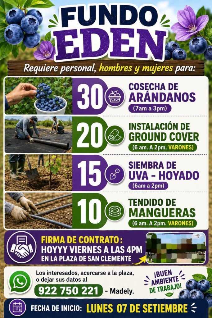 Cosechadores de arándanos en Pisco