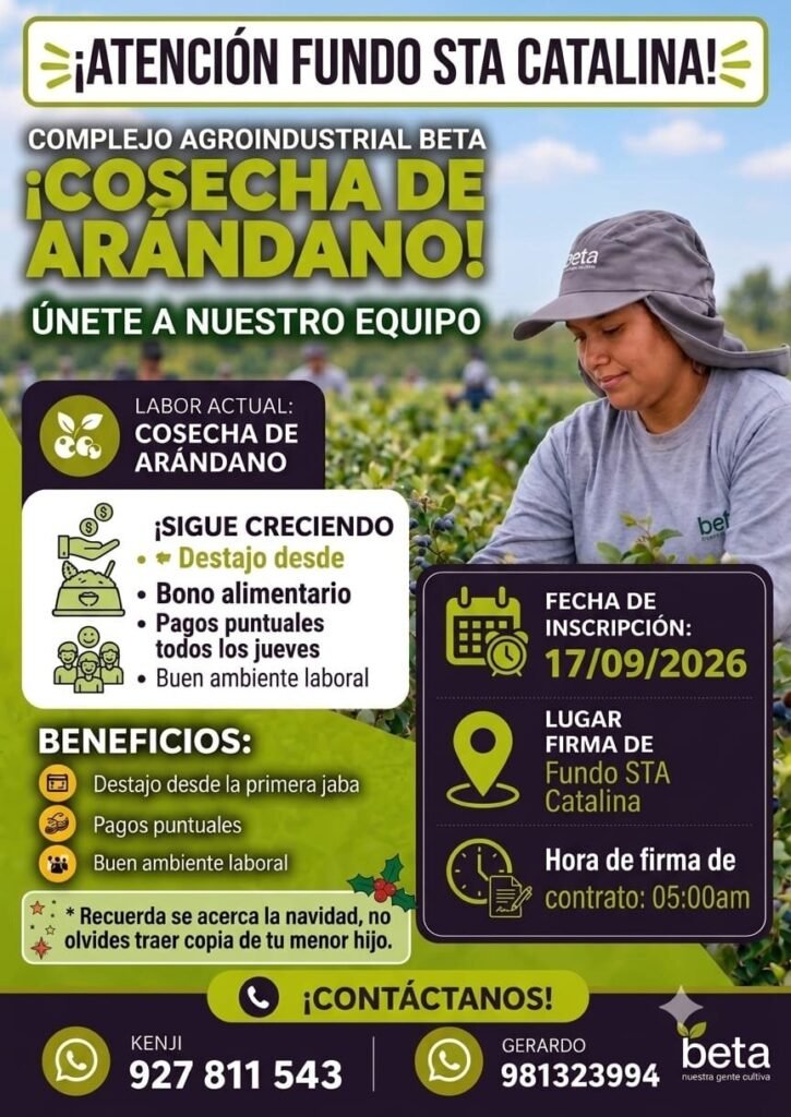 Cosechadores de Arándano en Fundo Sta Catalina, Ica