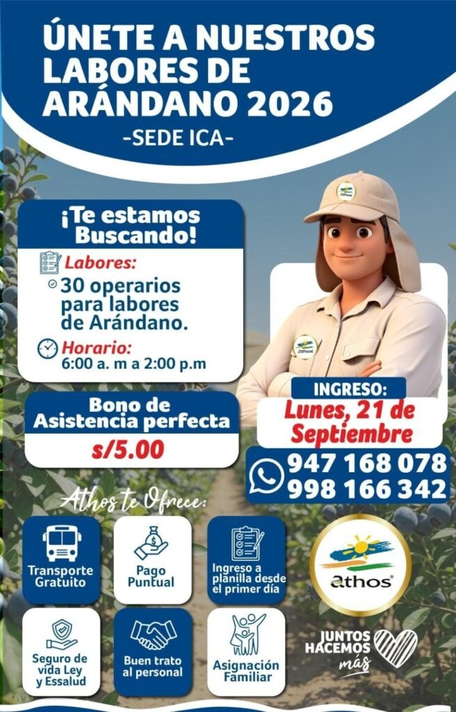 30 Operarios para labores de arandanos en Athos