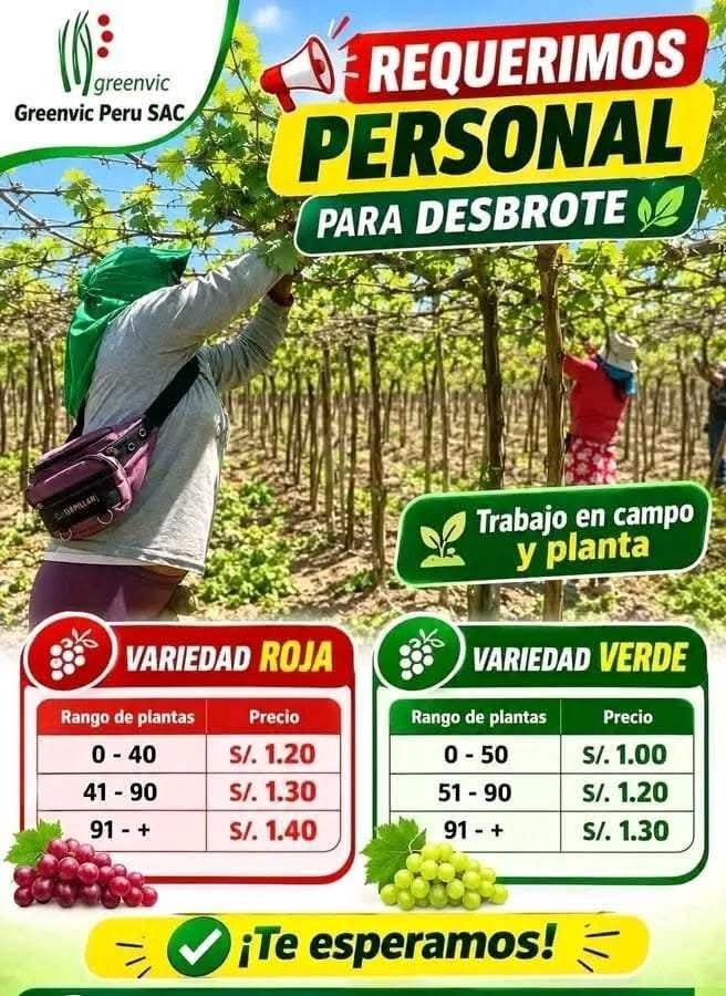 Personal para Desbrote de uva