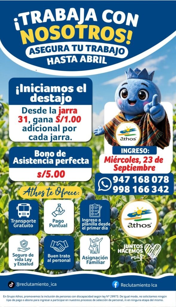 Cosecha de arándanos en Athos