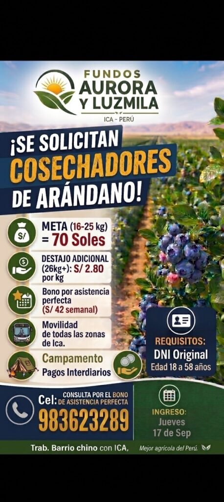 Cosechador de Arándano en RVR agro - Imagen 1