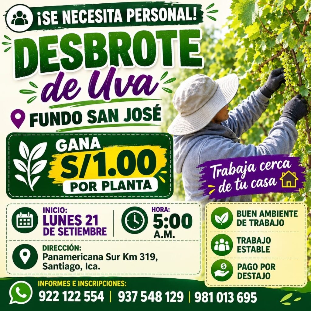 Personal para Desbrote de Uva en Fundo San José, Ica - Imagen 1