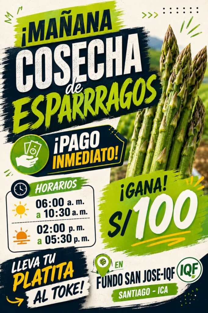 Cosechadores de Espárragos en Fundo San José, Santiago ICA