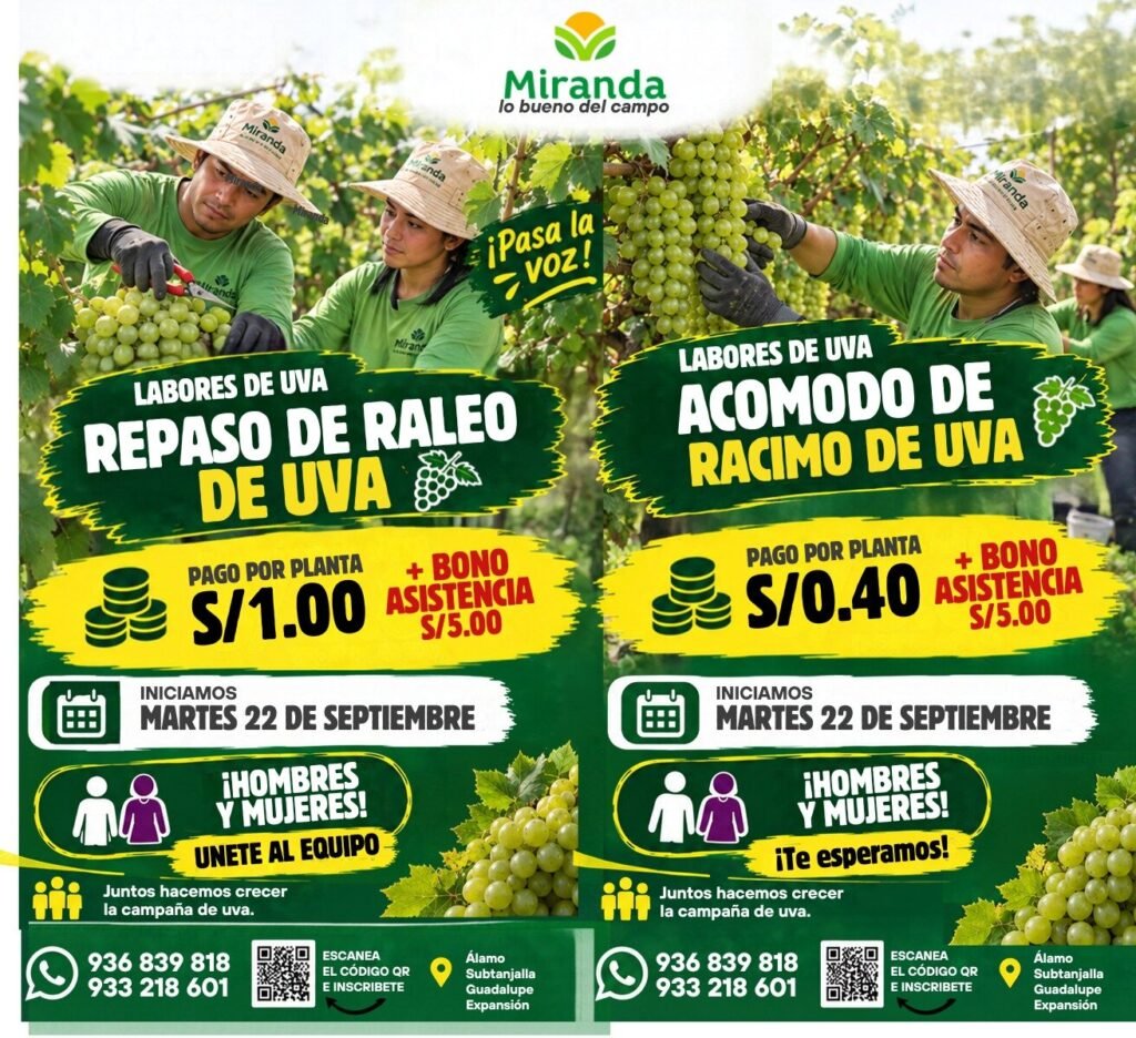 Repaso de raleo de uva en Agricola Miranda