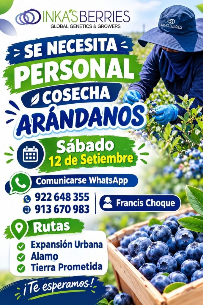 Cosechadores de arándanos en Inka Berries