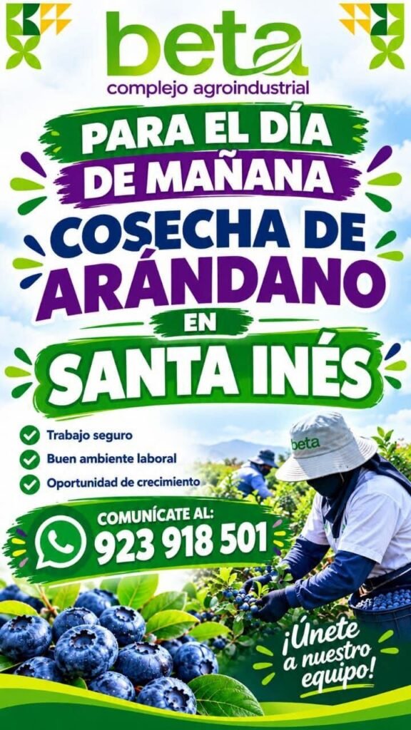 Cosechadores de Arándano en Beta Complejo Agroindustrial, Santa Inés