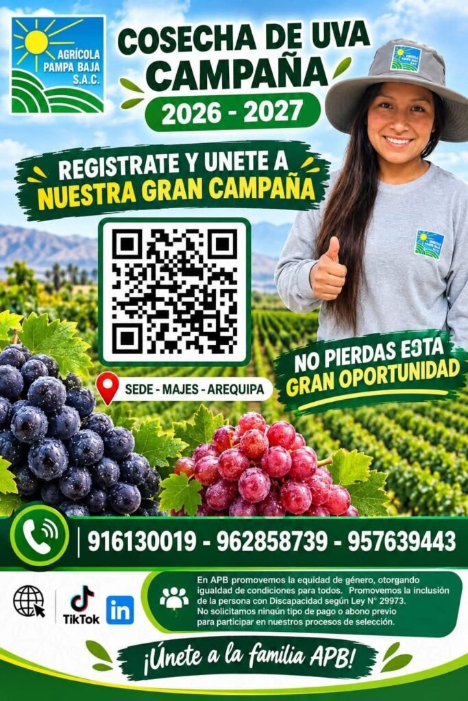 Cosceha de uva en Agricola pampa baja – Arequipa