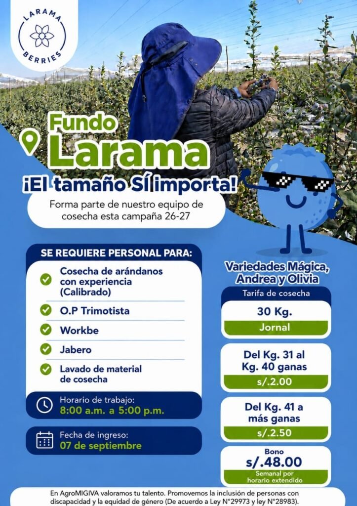 Trabajo en cosecha de arándanos en LARAMA BERRIES - Imagen 2
