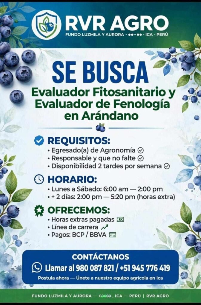 Evaluador Fitosanitario en Cultivo de Arándano en Ica