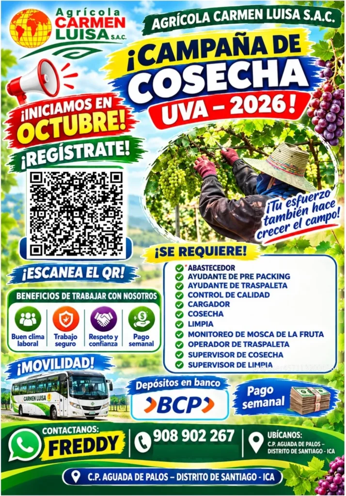 Campaña de cosecha y packing de uva - Imagen 2
