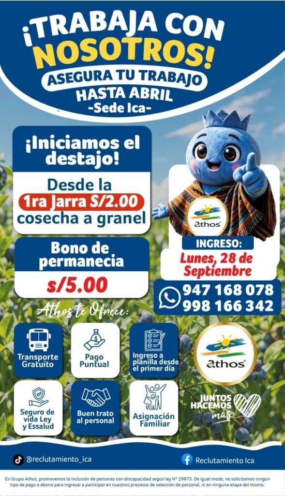 Cosecha de arándanos en Athos