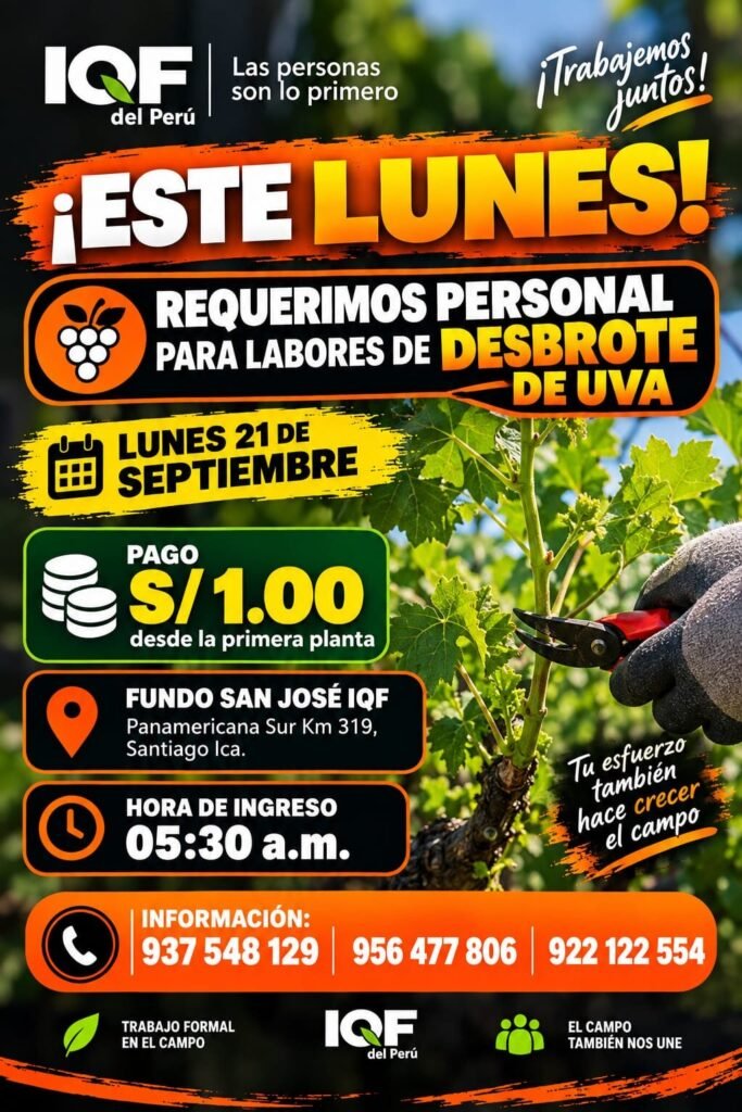 Personal para Desbrote de Uva en Fundo San José, Ica