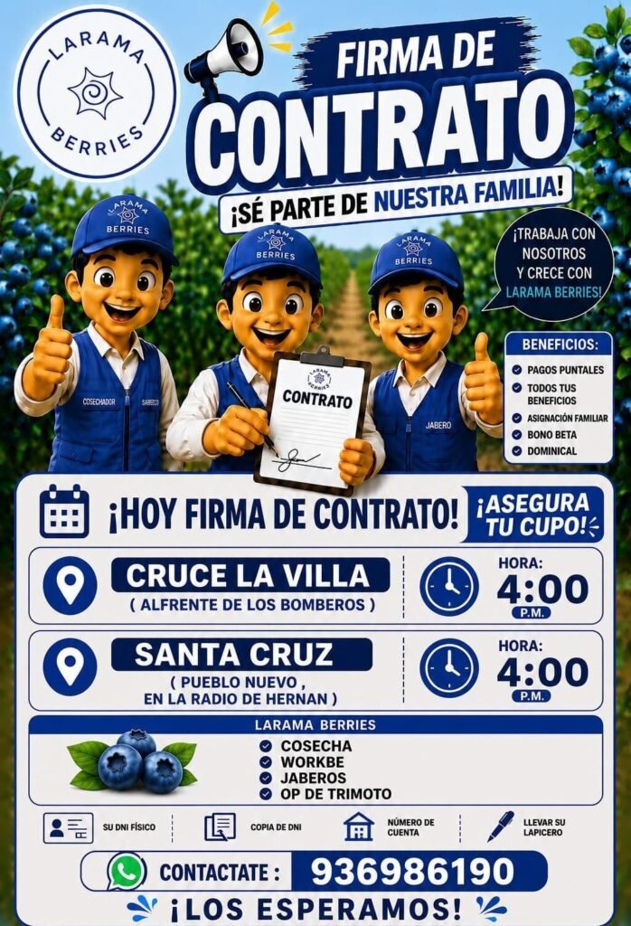 Trabajo en cosecha de arándanos en LARAMA BERRIES