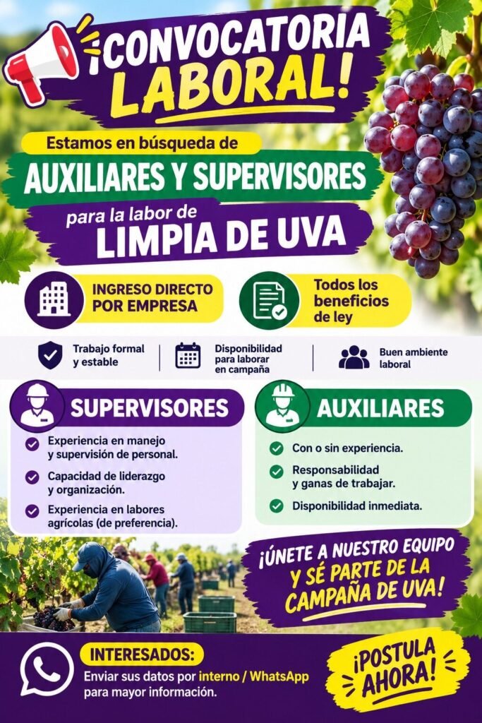 Supervisores y auxiliares en Limpia de uva