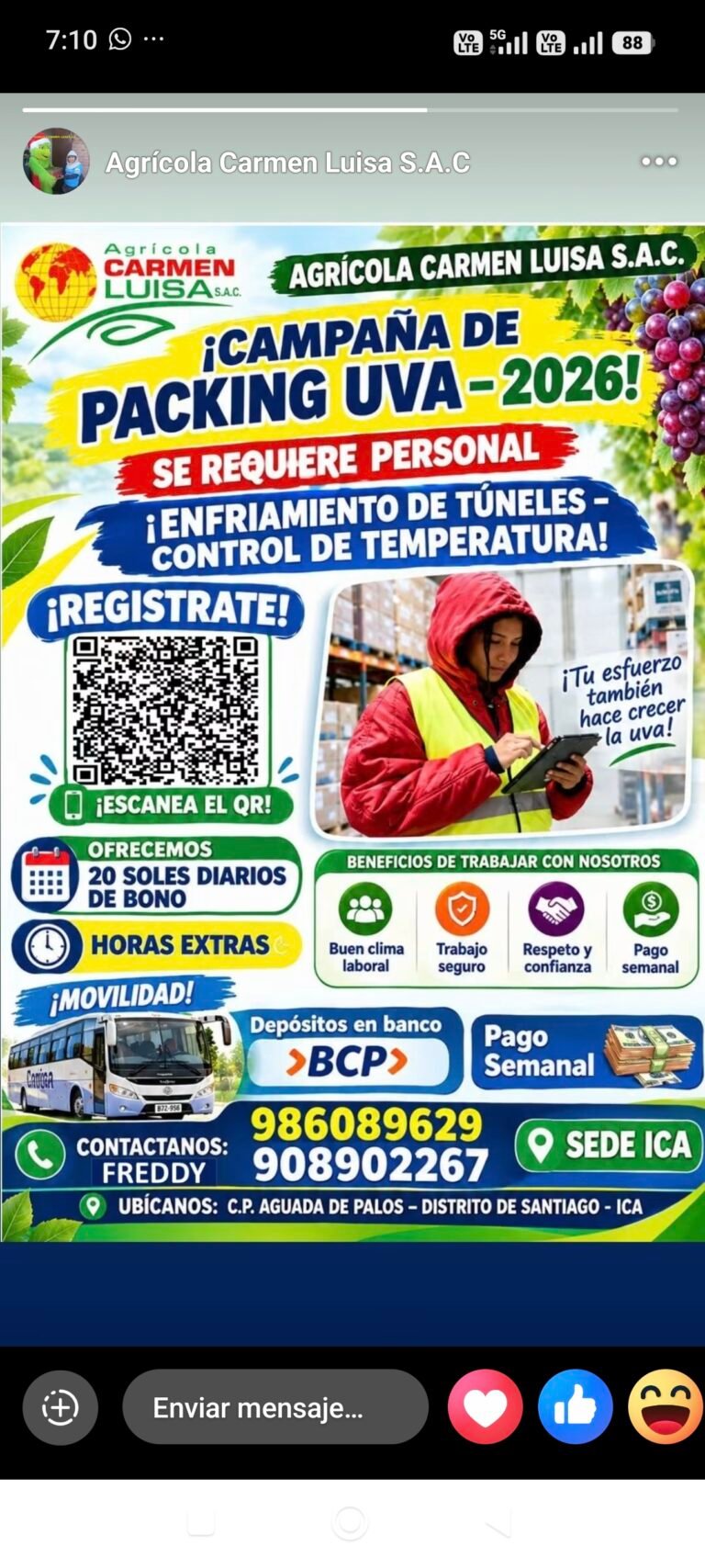 Campaña de cosecha y packing de uva