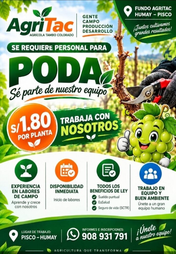 Personal para Poda en Pisco – Humay en Agrícola Tambo Colorado