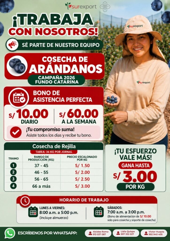 Cosecha de arándanos en Sur export