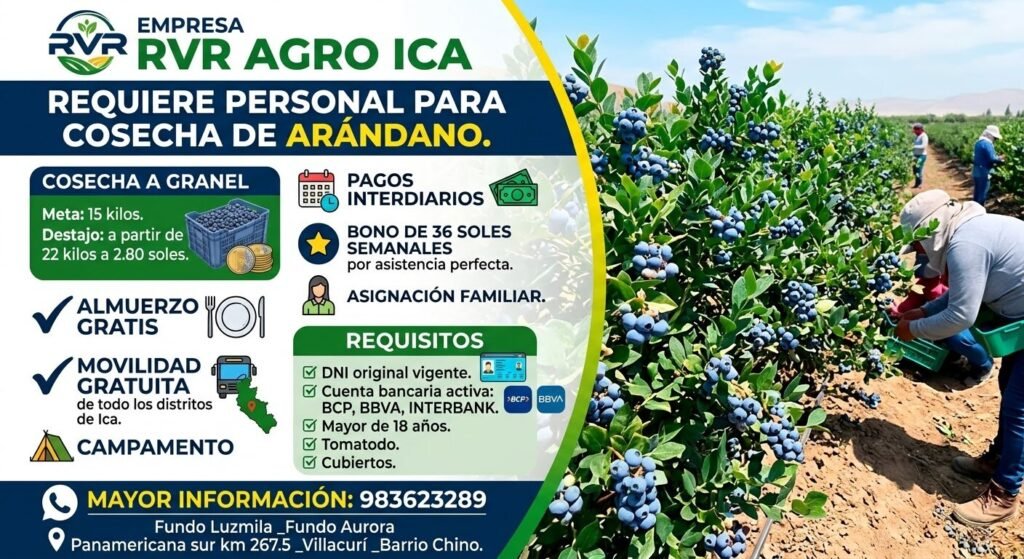 Personal para Cosecha de Arándano en Villacurí, Ica