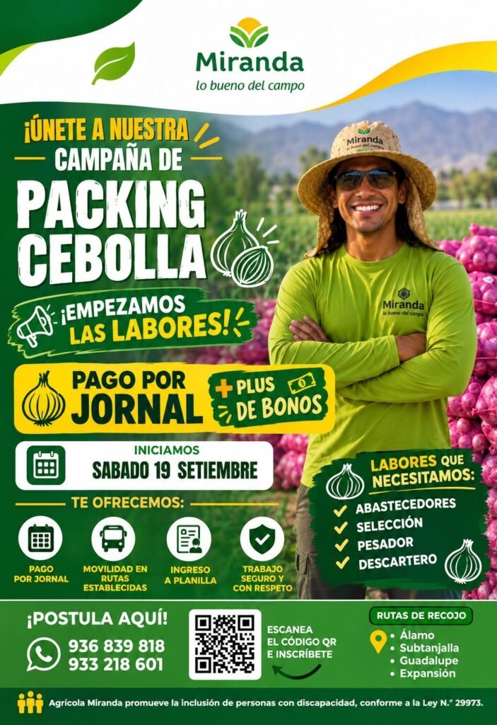 Packing de cebolla en Agricola Miranda