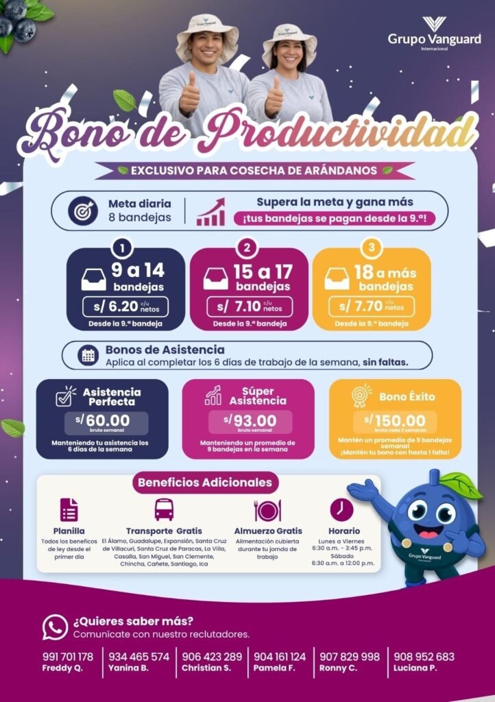 Cosecha de arándanos en Grupo Vanguard - Imagen 3