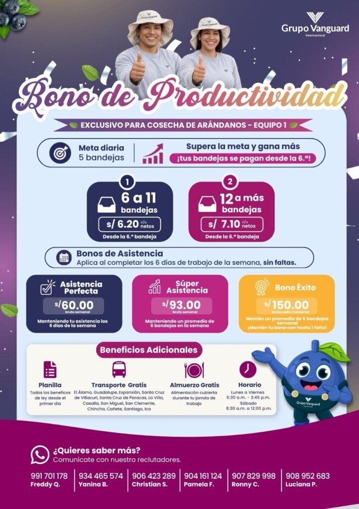 Cosecha de arándanos en Grupo Vanguard