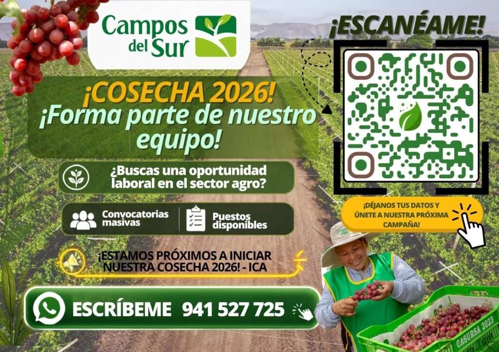 Cosecha de uva en campos del sur 2026