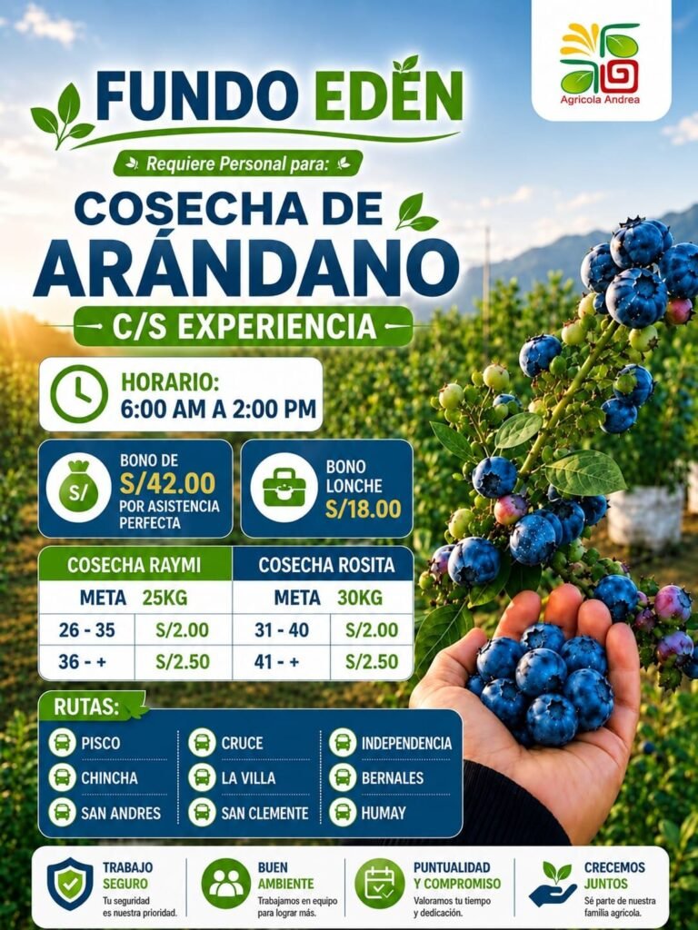 Cosecha de arándanos y otras labores en fundo Eden