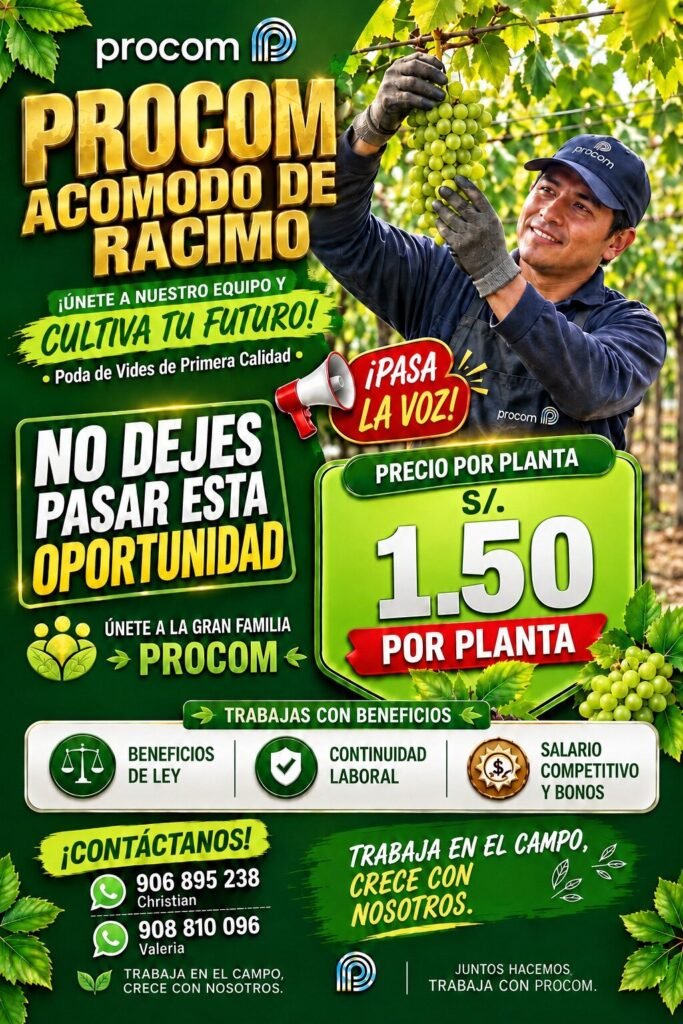 Personal para labores de uva en Procom