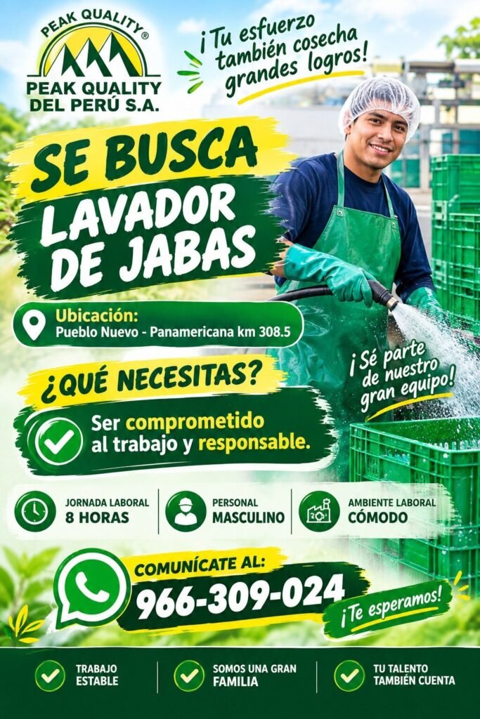 Cosecha de arándanos en Fundo eden