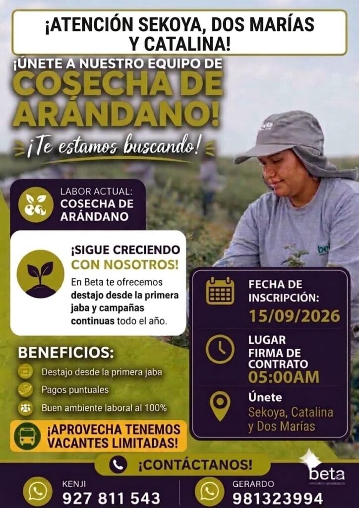 Cosechadores de Arándano en Sekoya, Dos Marías y Catalina