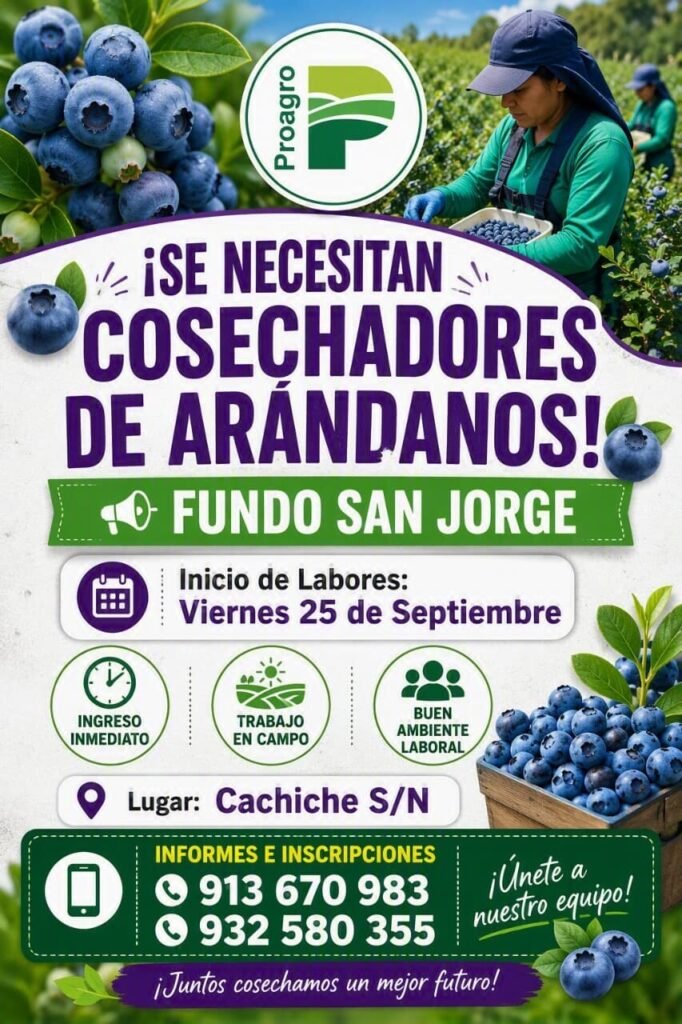 Cosechadores de arándanos en Proagro