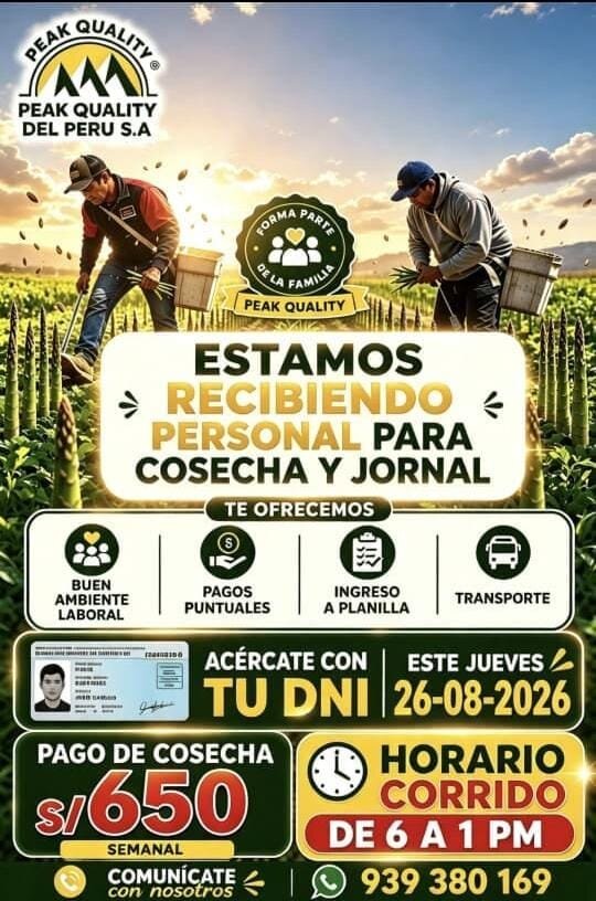 Personal para Cosecha y Jornal en Planta de Peak Quality, Perú