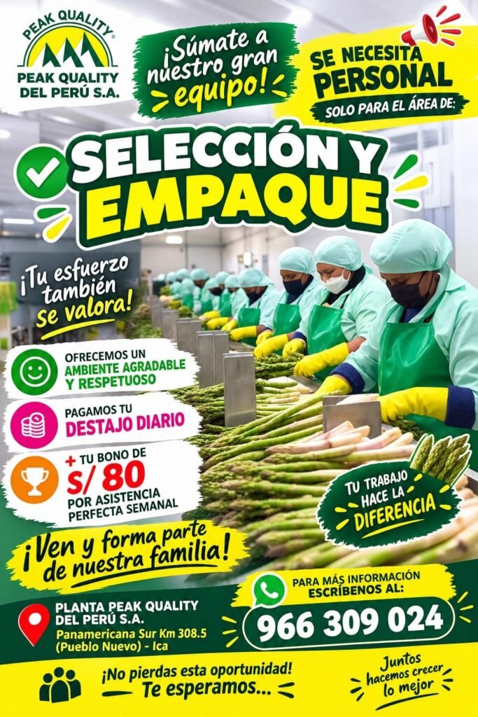 Selección y empaque de espárrago