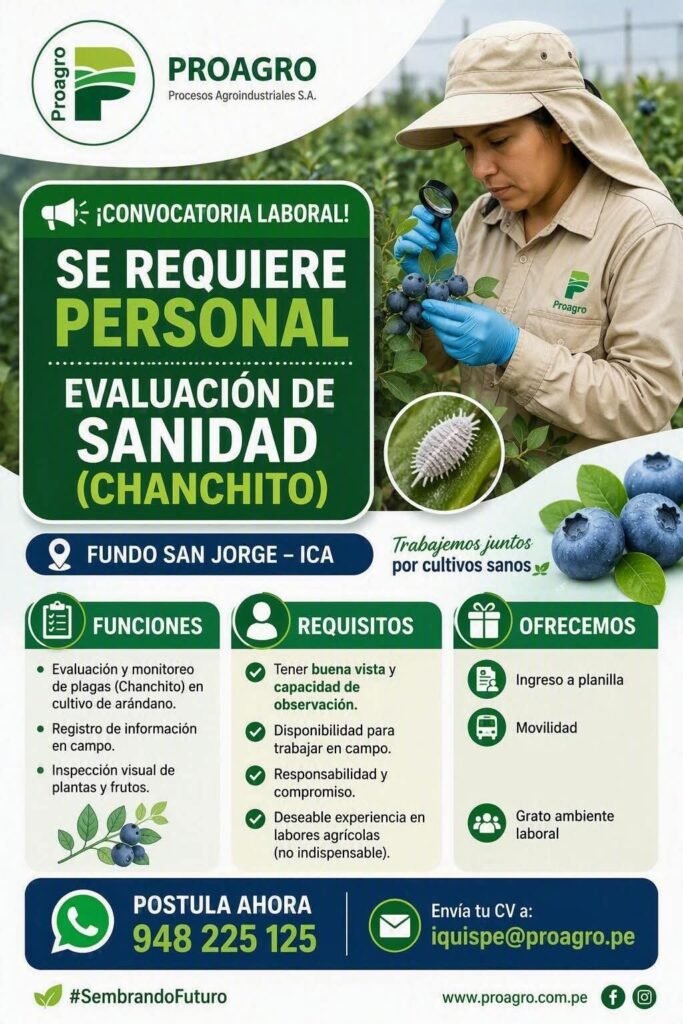 Evaluación de Sanidad (Chanchito) en arándano — Fundo San Jorge
