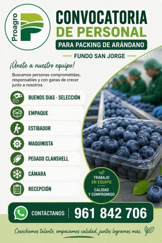 Packing de arándano — Proagro (Fundo San Jorge)