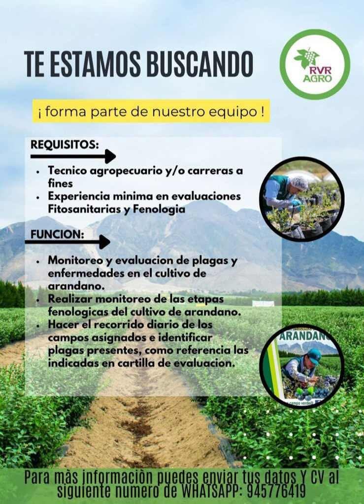 Monitoreo fitosanitario y fenología — arándano (RVR Agro)