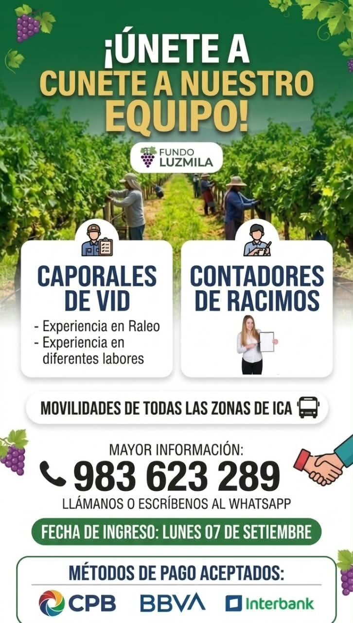 Caporales de vid y contadores de racimos — Fundo Luzmila (Ica)