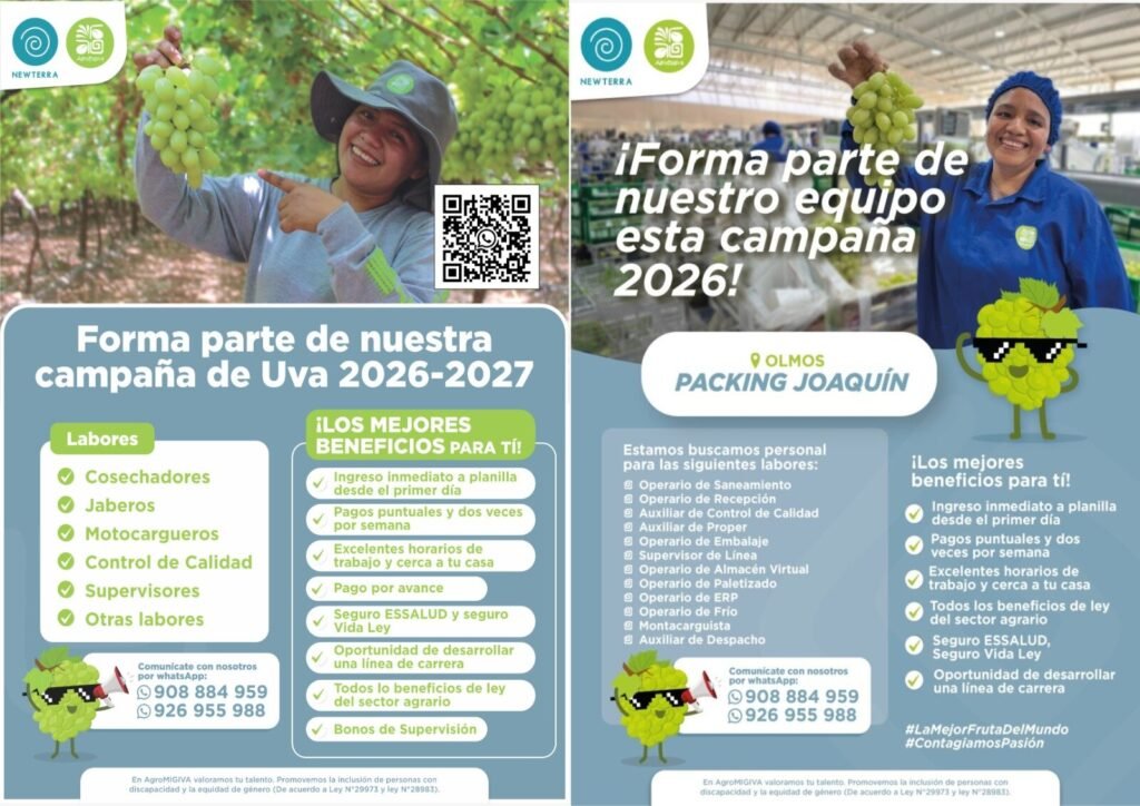 Packing y cosecha de uva - Imagen 1