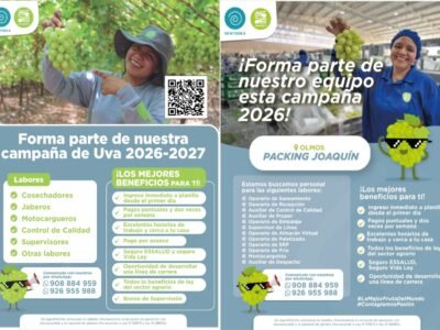 Packing y cosecha de uva