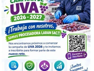 Campaña de uva en Prolan